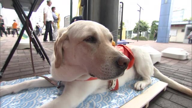 盲導犬“ヒカちゃん”も呼びかけ　新型コロナで厳しい盲導犬の育成…岡山駅で街頭募金活動【岡山・岡山市】