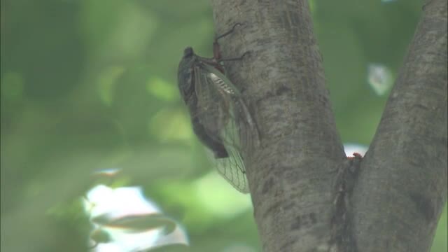 外出はなるべく避けて…香川県に熱中症警戒アラート発表　危険な暑さに注意を【岡山・香川】