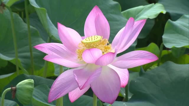 「いつもの年よりすごい…」美作市の公園で“ハスの花”見ごろ　ピンク色の花が池の水面を彩る【岡山】
