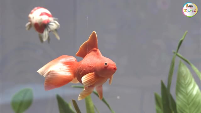 金魚・クワガタ・ヒマワリ　全部“お菓子”です！夏の思い出と金魚展　２８日まで【岡山・岡山市】