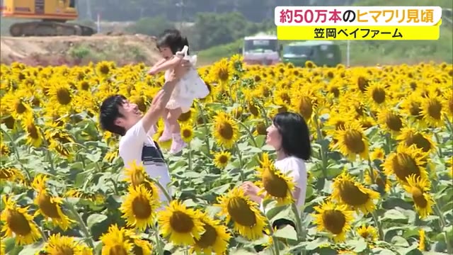 ５０万本のヒマワリ満開…干拓地を埋め尽くす大輪の花　８月下旬まで【岡山・笠岡市】