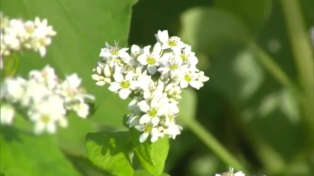 県北に秋の訪れ…蒜山高原でソバの花が見頃　風に揺れるススキとのコントラストも【岡山・真庭市】
