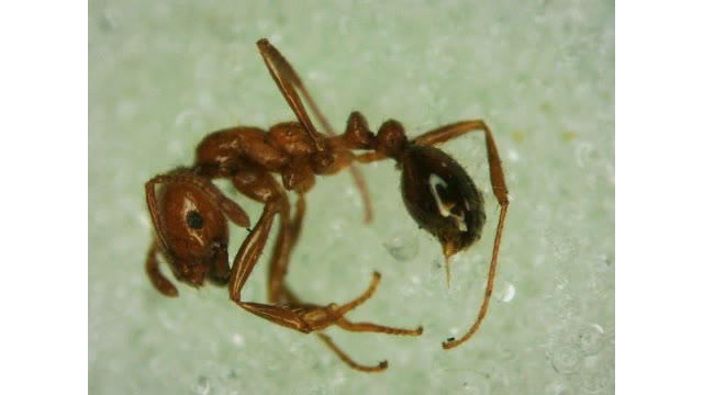数１００匹の特定外来生物「アカカミアリ」を発見　刺されると非常に激しい痛み　水島港【岡山・倉敷市】