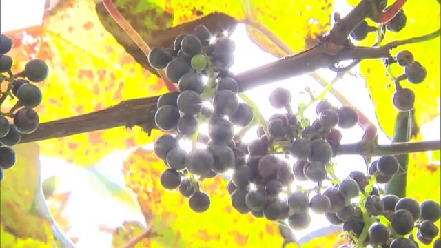 今が最盛期！蒜山地域で「ワイン」用のヤマブドウの収穫作業【岡山・真庭市】