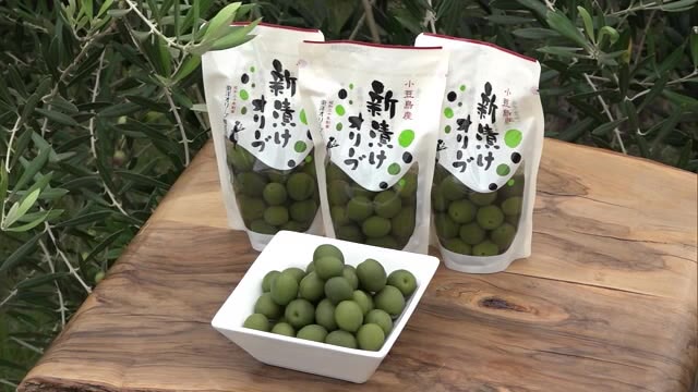 オイリーでジューシー…秋の味覚「新漬けオリーブ」小豆島町で製造作業が本格化　１０日から販売【香川】