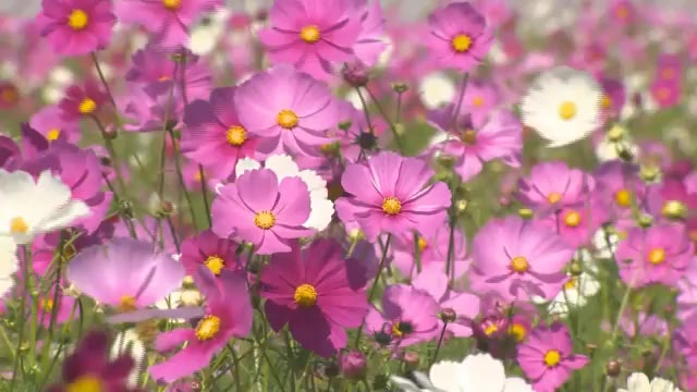 秋風に揺れる“４０万本のコスモス”　県北の名所が見ごろに【岡山・真庭市】