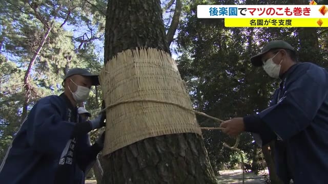 冬の到来を感じる名園の光景…岡山後楽園で毎年恒例の「マツのこも巻き」　観光客も感慨【岡山・岡山市】