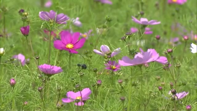 蒜山高原で次々と咲く「約８万本のコスモス」　秋風に揺れ…花に彩られた高原の秋を満喫【岡山・真庭市】
