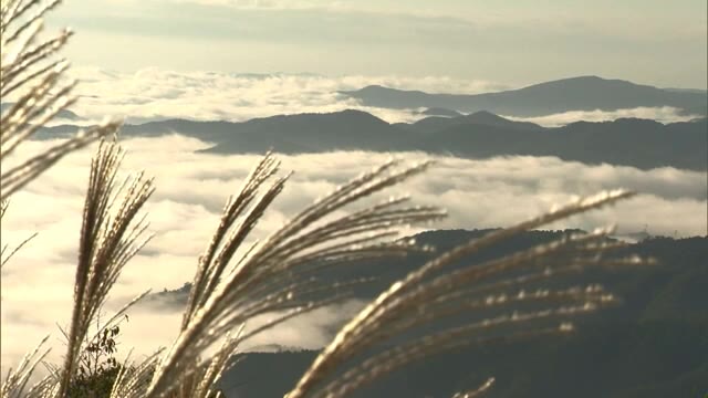 津山盆地に今季初の「雲海」　ススキとの“幻想的なコラボレーション”は感動の光景【岡山・津山市】