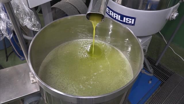 風味が強く良質なオリーブの実から搾る“黄緑のオイル”　小豆島でオリーブオイル搾り始まる【香川】