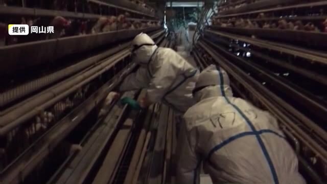 約１７万羽ニワトリの殺処分　当初予定から１日遅れて終了へ　鳥インフル発生の養鶏場【岡山・倉敷市】