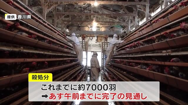 国の疫学調査チームが発生原因を調査　観音寺市の鳥インフルエンザ　殺処分は３日にも完了【香川】