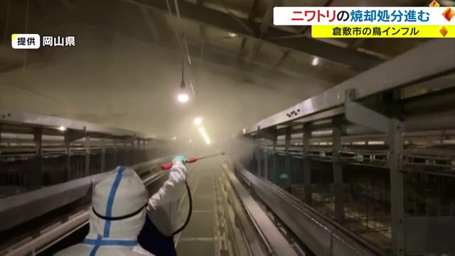 鳥インフルエンザ発生の倉敷市の養鶏場　ニワトリ４万３３０６羽を焼却処分　７日頃の終了目指す【岡山】