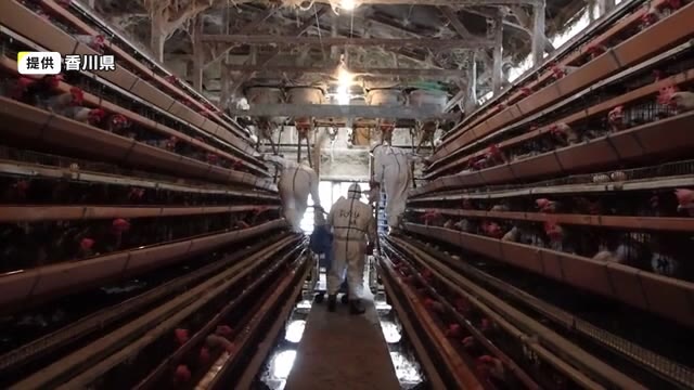 観音寺市の鳥インフルエンザ殺処分終了　一部の養鶏場ではタマゴの出荷を再開【香川】