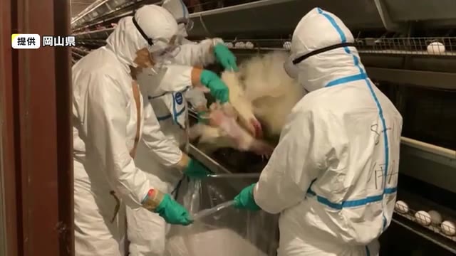 今季２例目　倉敷市の養鶏場で鳥インフルエンザ　約５１万羽の殺処分開始【岡山】