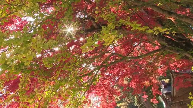 風情ある景色広がる…県北で深まる秋　真庭市蒜山の神社でモミジとイチョウが競演【岡山】
