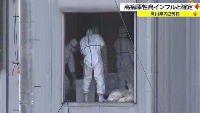 「強毒性」と判明　倉敷市の２例目鳥インフルエンザ　１例目と同型【岡山】