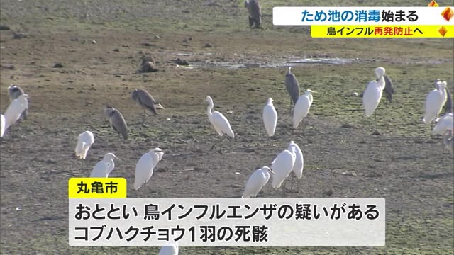 丸亀で鳥インフル疑いの野鳥も…渡り鳥対策急務　ため池で消毒作業始まる【香川】