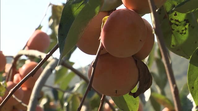 豊作！　「沢田のカキ」収穫最盛期　糖度は１６～１７度　３０トン以上見込む【岡山・岡山市】