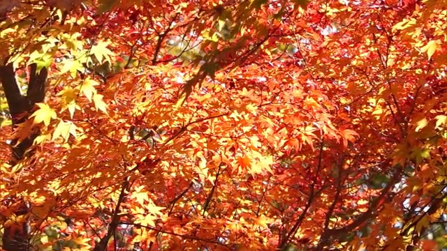 【紅葉シリーズ】緑⇒赤　変化のグラデーション　見頃続く紅葉と渓谷　瀬戸内海も…【香川】　