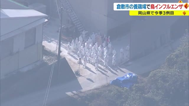２例目３例目が…どこまで広がる　倉敷市の鳥インフル殺処分進む【岡山】