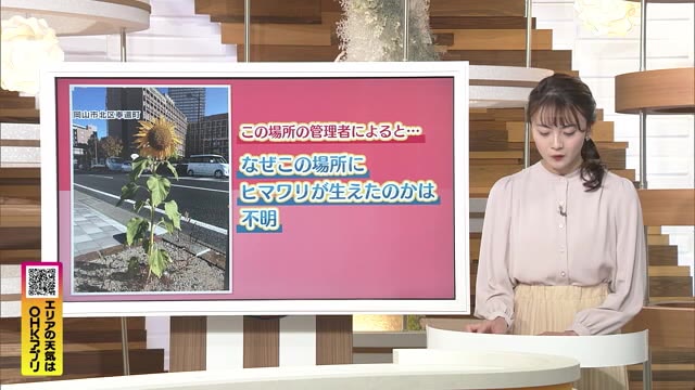 岡山市中心部で『季節外れのヒマワリ』発見！　咲くのはナゼ？　笠岡市でも…【岡山】