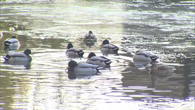 県内各地で氷点下を観測　氷の張った池で水鳥は…　５日も冷え込む見込み【岡山】