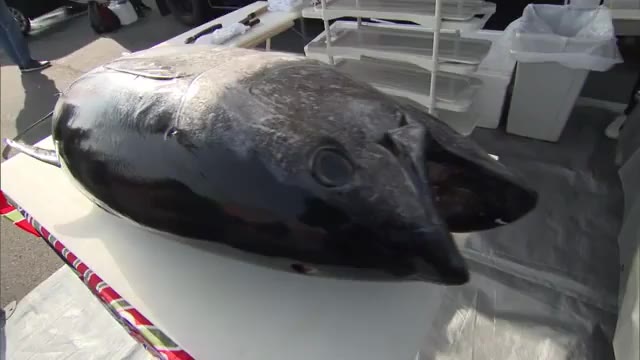 マグロ解体ショー　３０キロ超をにぎり寿司にして無料で振る舞う【岡山・岡山市】
