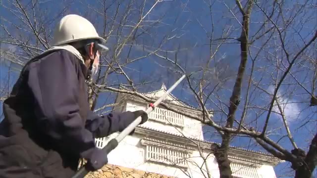 春に向け準備着々　桜の名所・約１０００本を守るために…　せん定始まる【岡山・津山市】