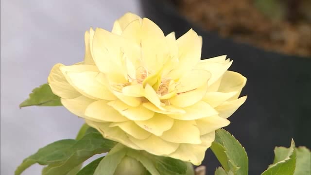 寒さに強く花が落ちない「冬の貴婦人」　縁起物としても人気のクリスマスローズを展示【岡山・総社市】