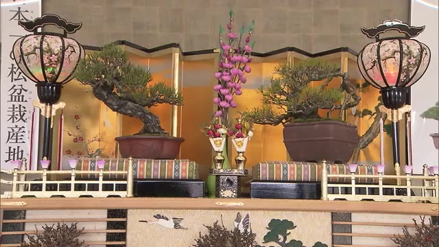 ＳＮＳ映え？ひな人形はすべて“盆栽”　松盆栽出荷量日本一の高松市で「盆栽のひな飾り」お目見え【香川】