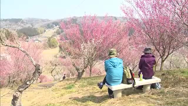 春色に染まった丘陵地　色とりどりの梅の花が見ごろ　梅の里公園【岡山・津山市】