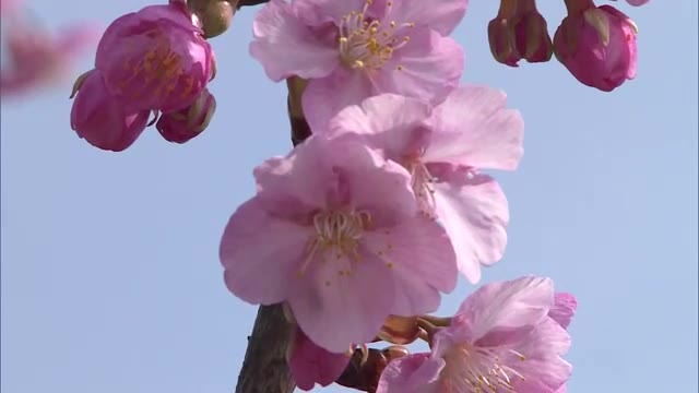 倉敷川沿いに咲き始めた約１０００本の「河津桜」　濃いピンク色の花に…観光客感動【岡山・倉敷市】