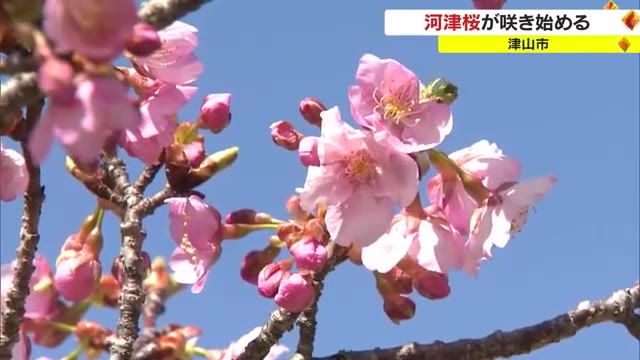 最高気温２０℃超え続き…グリーンヒルズ津山の約４０本の“河津桜”　枝先で次々と花開く【岡山・津山市】