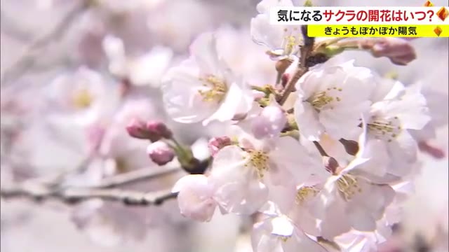 岡山・香川のサクラ開花はいつ？　県庁の醍醐桜と岡山後楽園の標本木の咲き具合をチェック【岡山・香川】