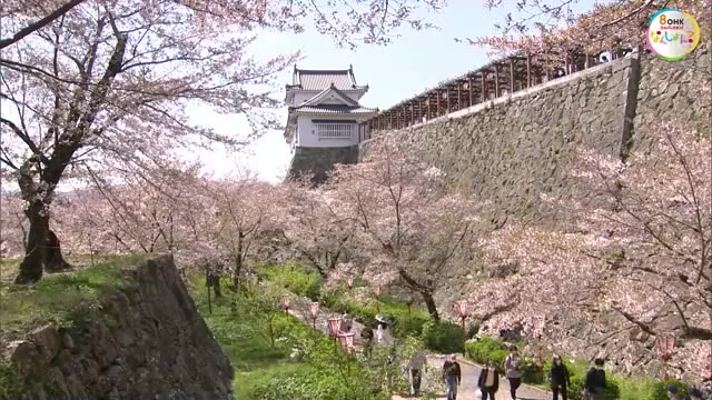マスク緩和で検温も実施せず　県北の春を彩る「津山さくらまつり」２５日開幕　ご当地グルメも【岡山】