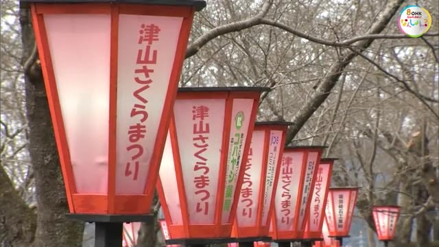「津山さくらまつり」開幕を前に…夜桜を照らす“ぼんぼり”設置　鶴山公園【岡山・津山市】