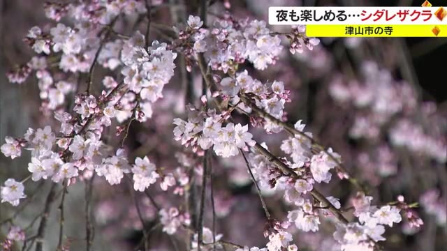 「つぼみがかわいらしくて…」樹齢１５０年超のシダレザクラ見頃　夜間はライトアップ【岡山・津山市】　