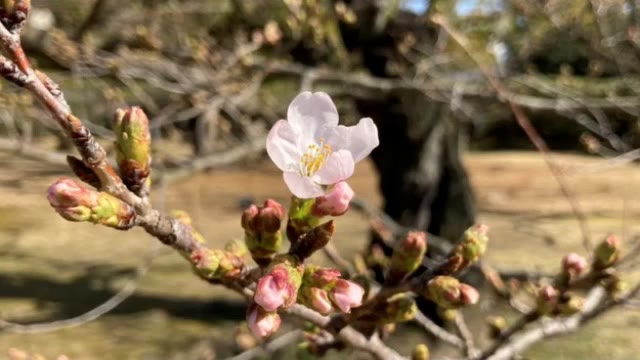 【速報】高松市で桜が開花　平年より５日、前年より２日早く【香川】