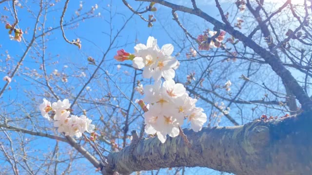 【速報】岡山市で桜開花　平年より６日、前年より４日早く【岡山】