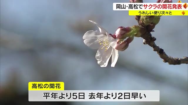 「今年はぜひ満開のサクラの下で宴会を…」香川でサクラの開花宣言　平年より５日早い“春の便り”【香川】