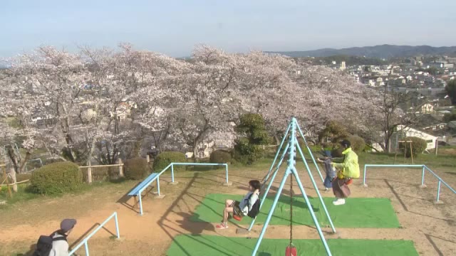「空の青とピンクですごくきれい」　標高３００メートルの神楽尾公園でサクラが満開【岡山・津山市】