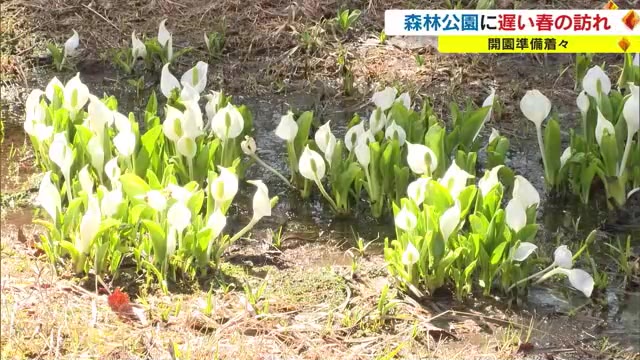 ミズバショウやザゼンソウも咲き始め…県立森林公園に“遅い春”　１５日の開園へ準備進む【岡山・鏡野町】