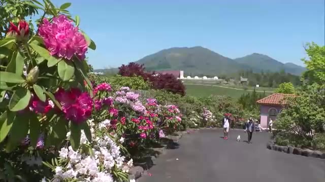 蒜山高原を彩る１万５０００株のシャクナゲ見頃【岡山・真庭市】