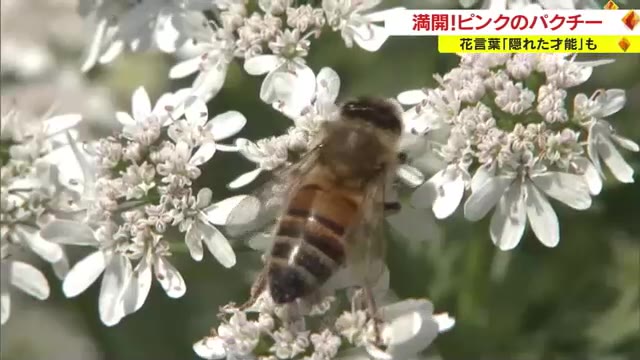 岡山市で見ごろ迎える“パクチー”の花言葉は「隠れた才能」　その才能の秘密は花の匂いに…【岡山】
