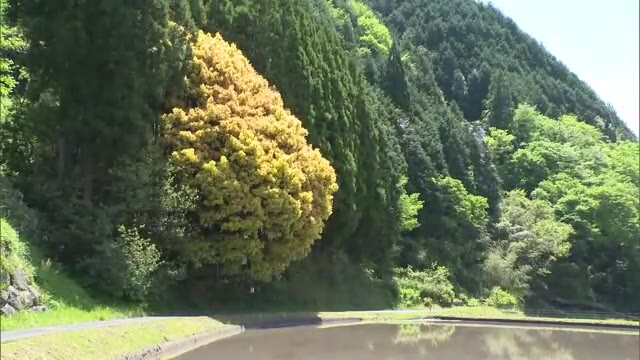 山あいに映える「七色樫」　オレンジ→黄色→黄緑　１年に７回色を変え【岡山・鏡野町】