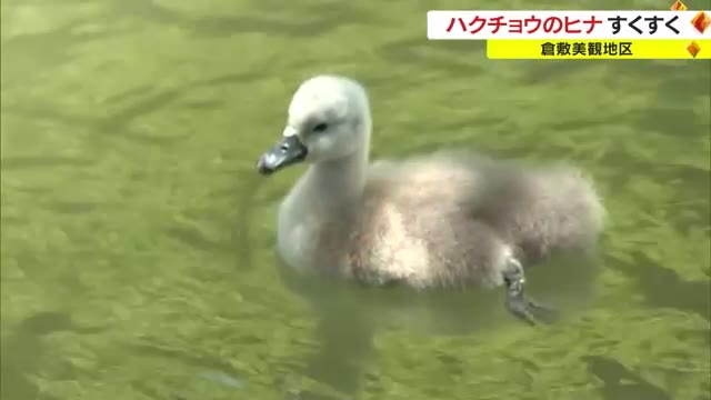 美観地区の倉敷川でハクチョウのヒナが誕生　かわいいヒナの姿はわずかの間　静かに見守って…【岡山】