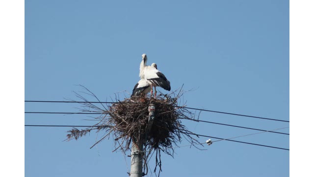 香川県内で初めてコウノトリのヒナ誕生　近県では２０２３年５月に広島でも初確認【香川・まんのう町】
