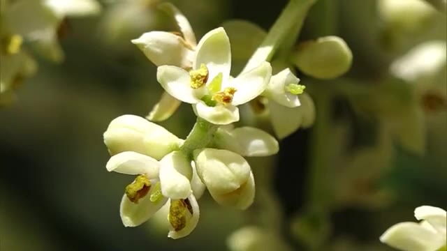 可憐な白い花…実はオリーブです　青空と海に映える“小豆島ならでは”の風景【香川・小豆島町】