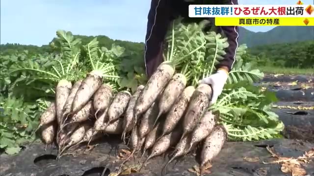 蒜山高原の特産「ひるぜん大根」の収穫始まる【岡山・真庭市】